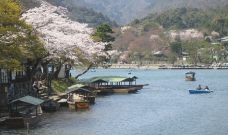 Sagano Arashiyama Cheery Blossom
