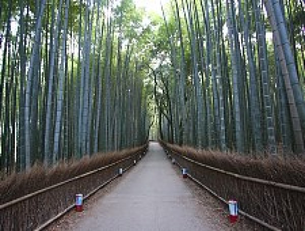 Sagano Bamboo Groves